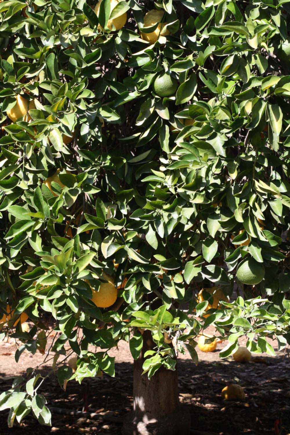              Habit (Riverside, CA)       